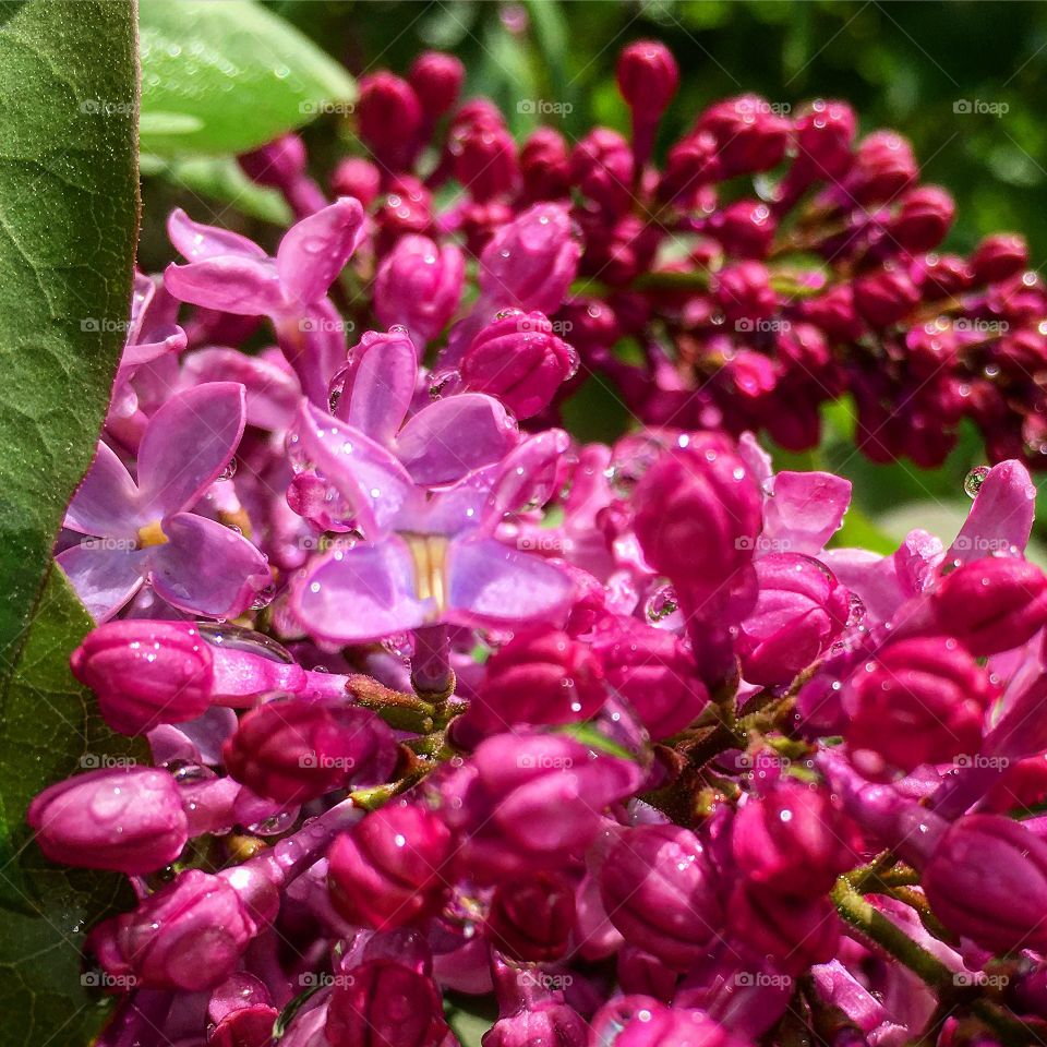 Lilac flower