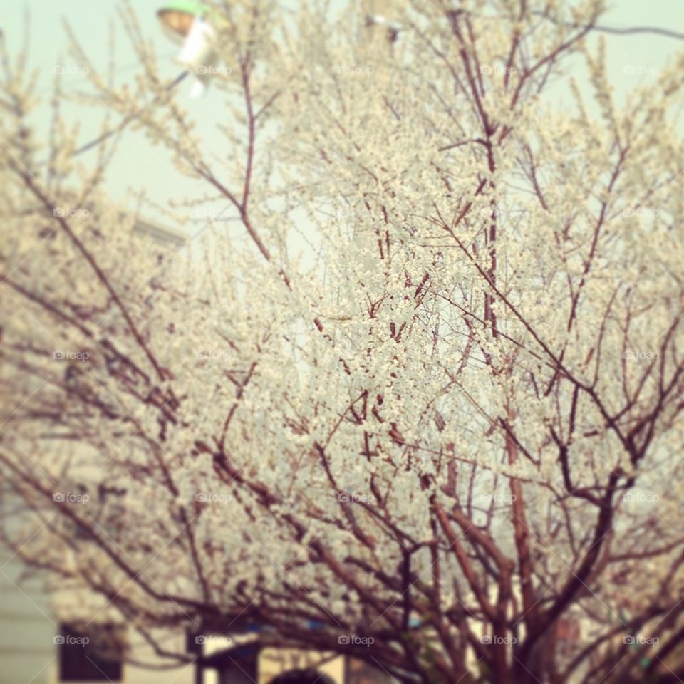 Korean cherry blossom 
