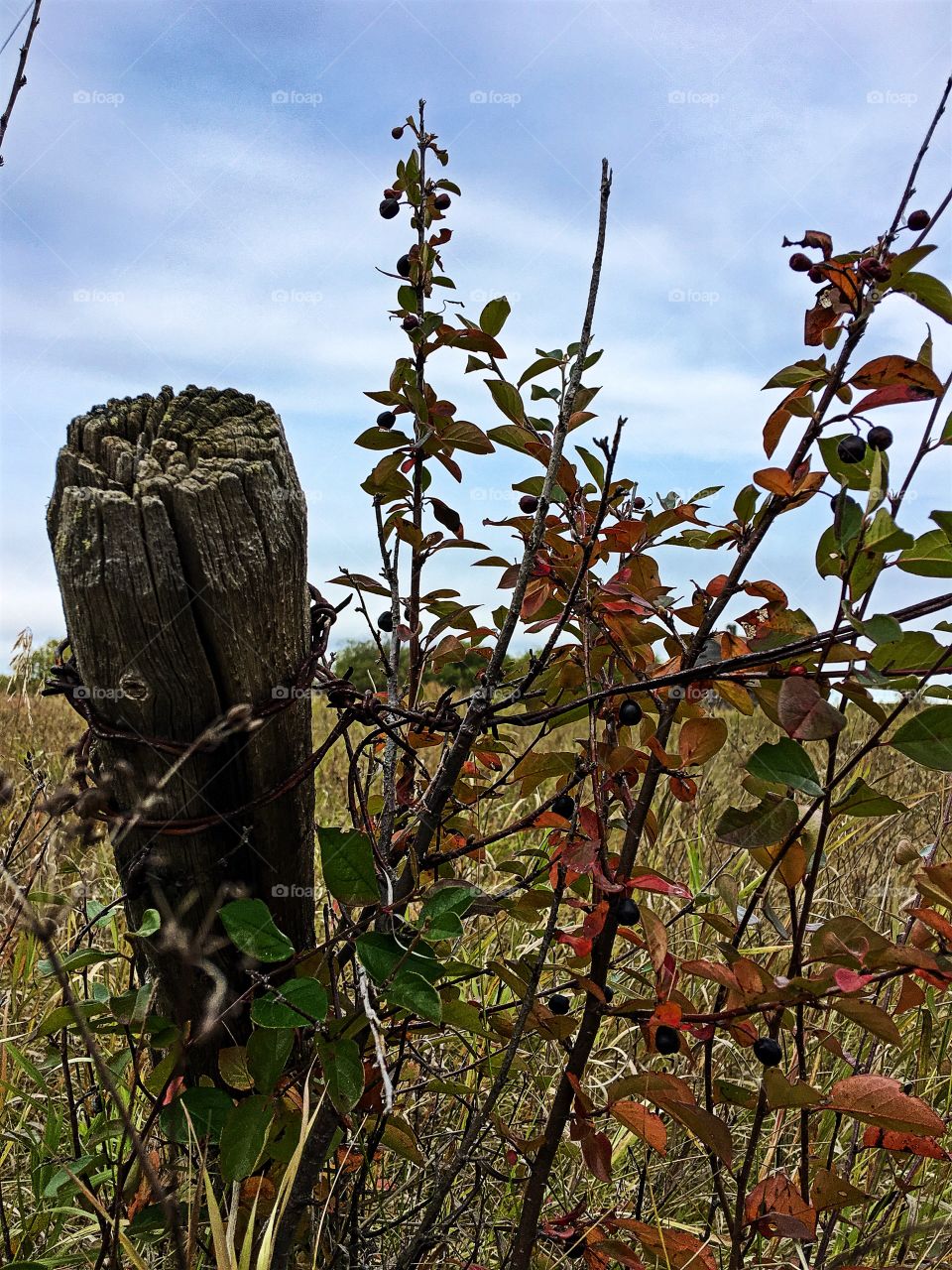 Fence post and Saskatoon bush 