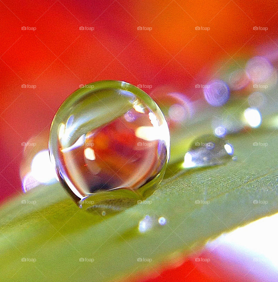 Close up photograph of a tiny droplet of water on a leaf