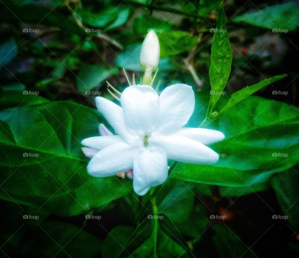 The beauty of jasmine