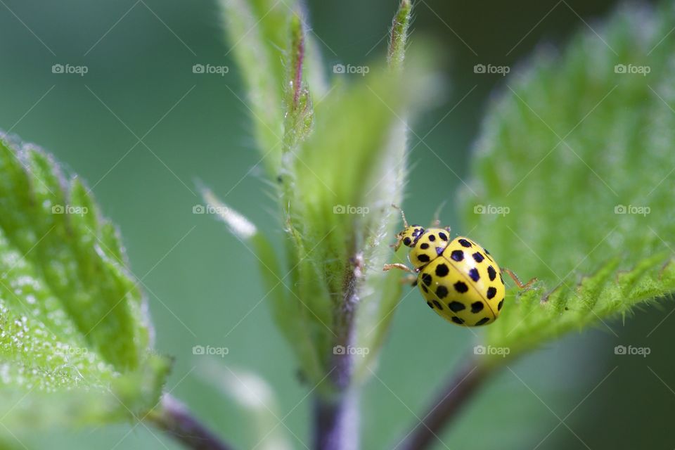 Yellow ladybug on leaf