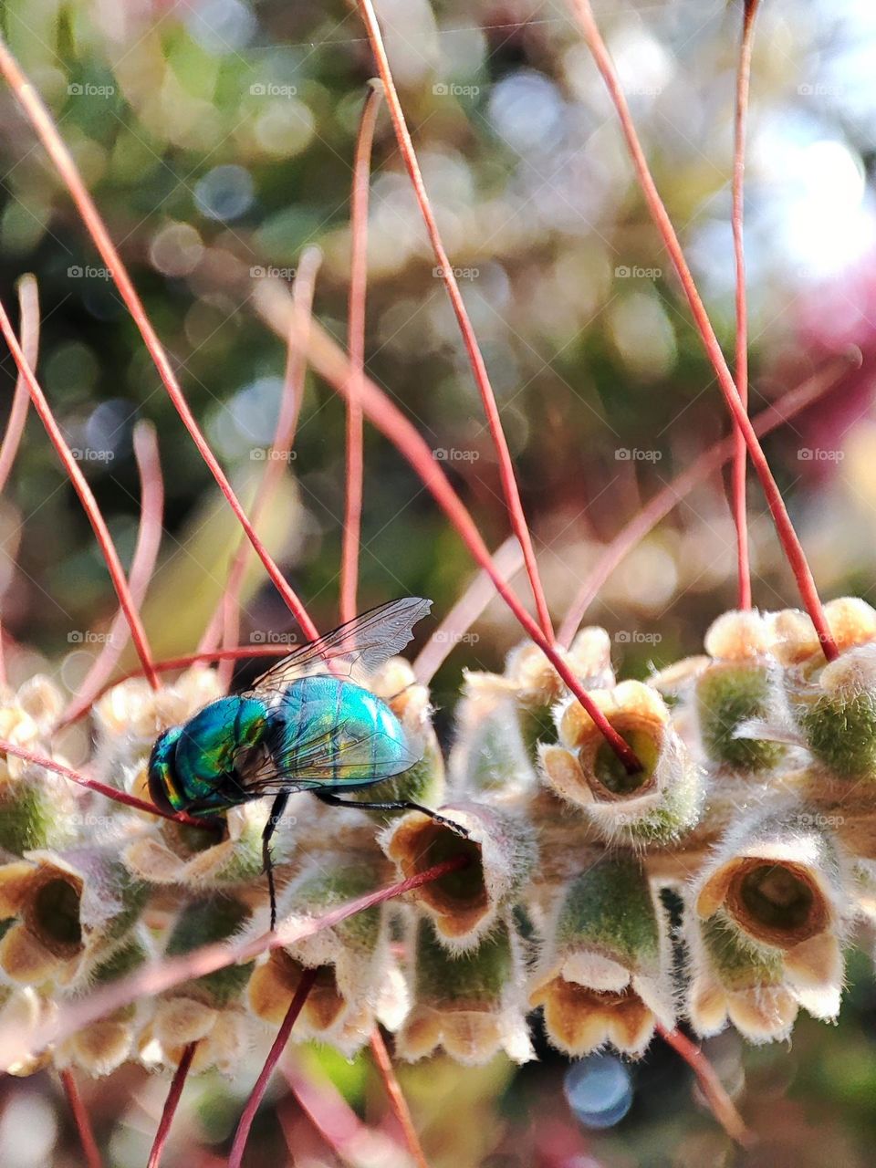 Bottle fly, feeding upon nectar