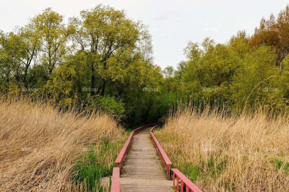 Landscape with wooden bridge in park