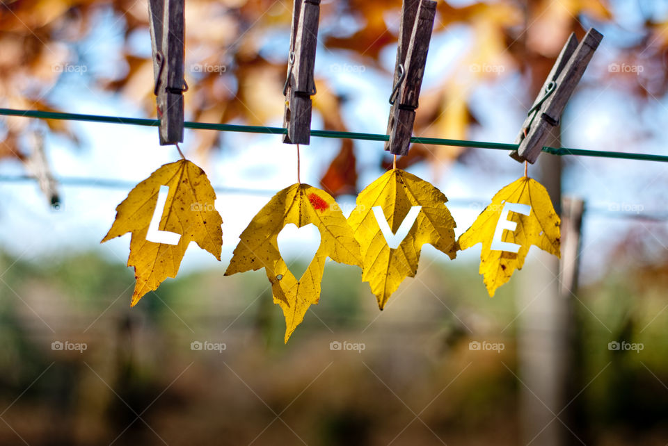 Yellow Love Fall Leaves Hanging on a Clothesline 