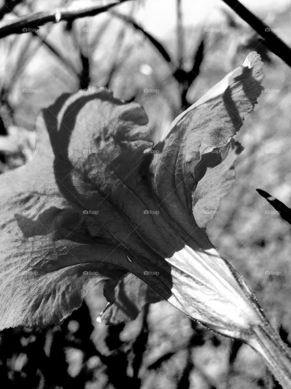 Shadow always art - face image wants to fly