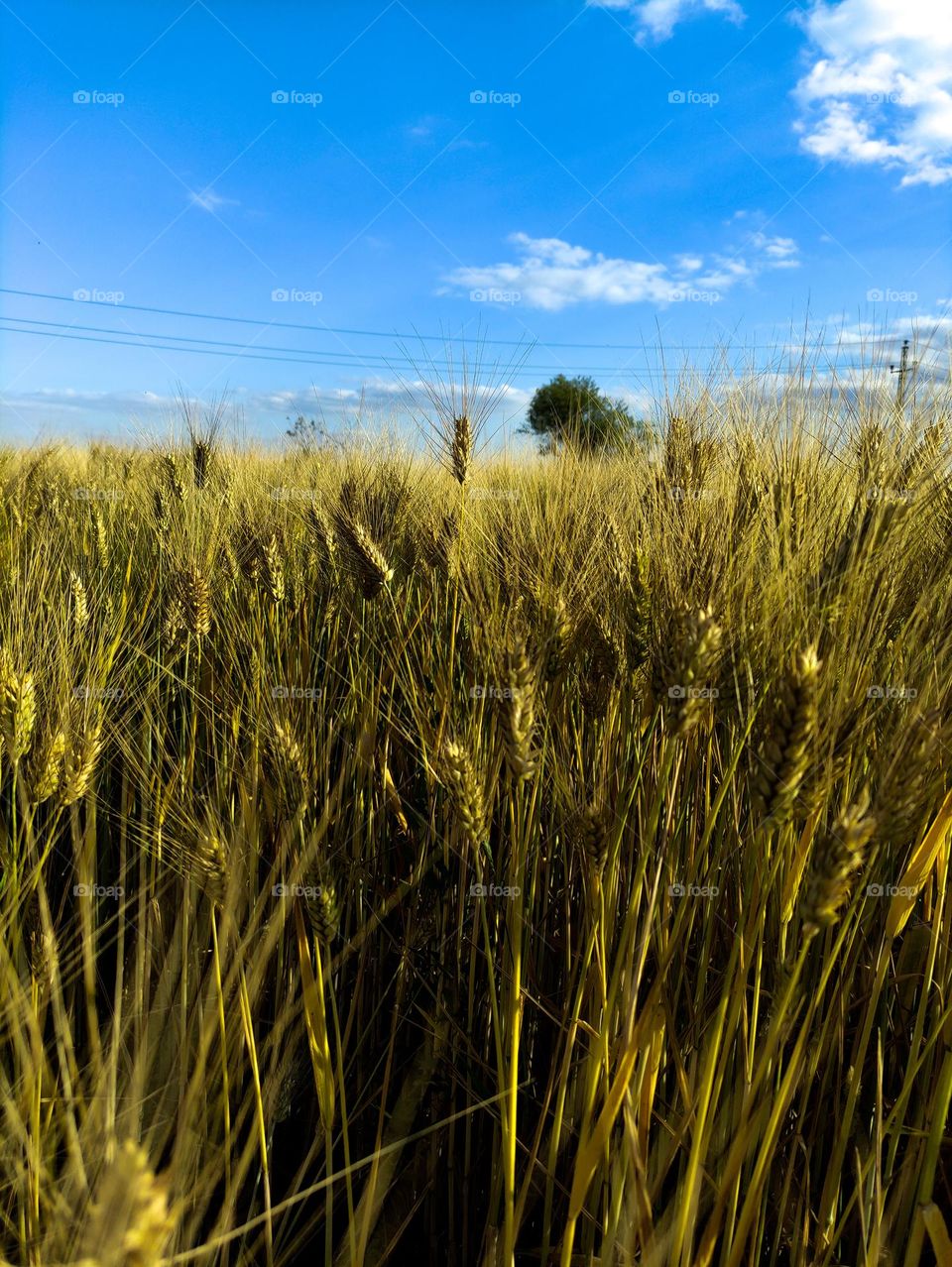 the wheat is ready to gain