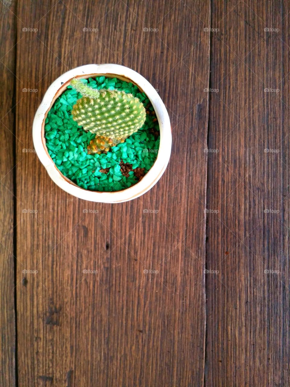 Small cactus in the pots on the table.