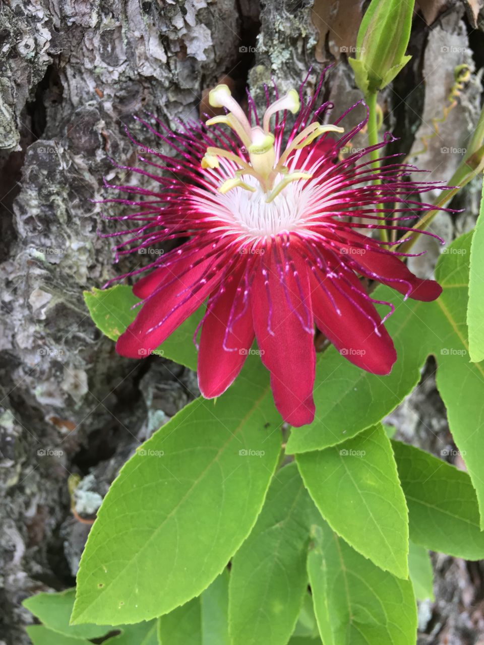 Passionflower 