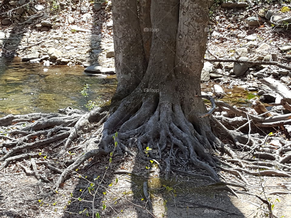 tree roots