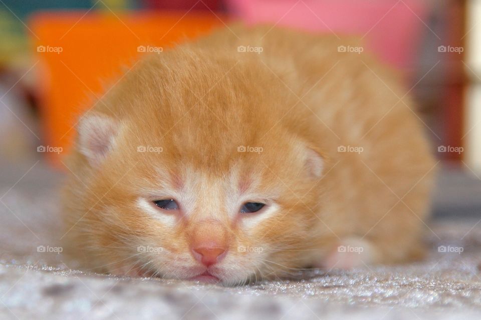 Little red baby kitten almost falling asleep