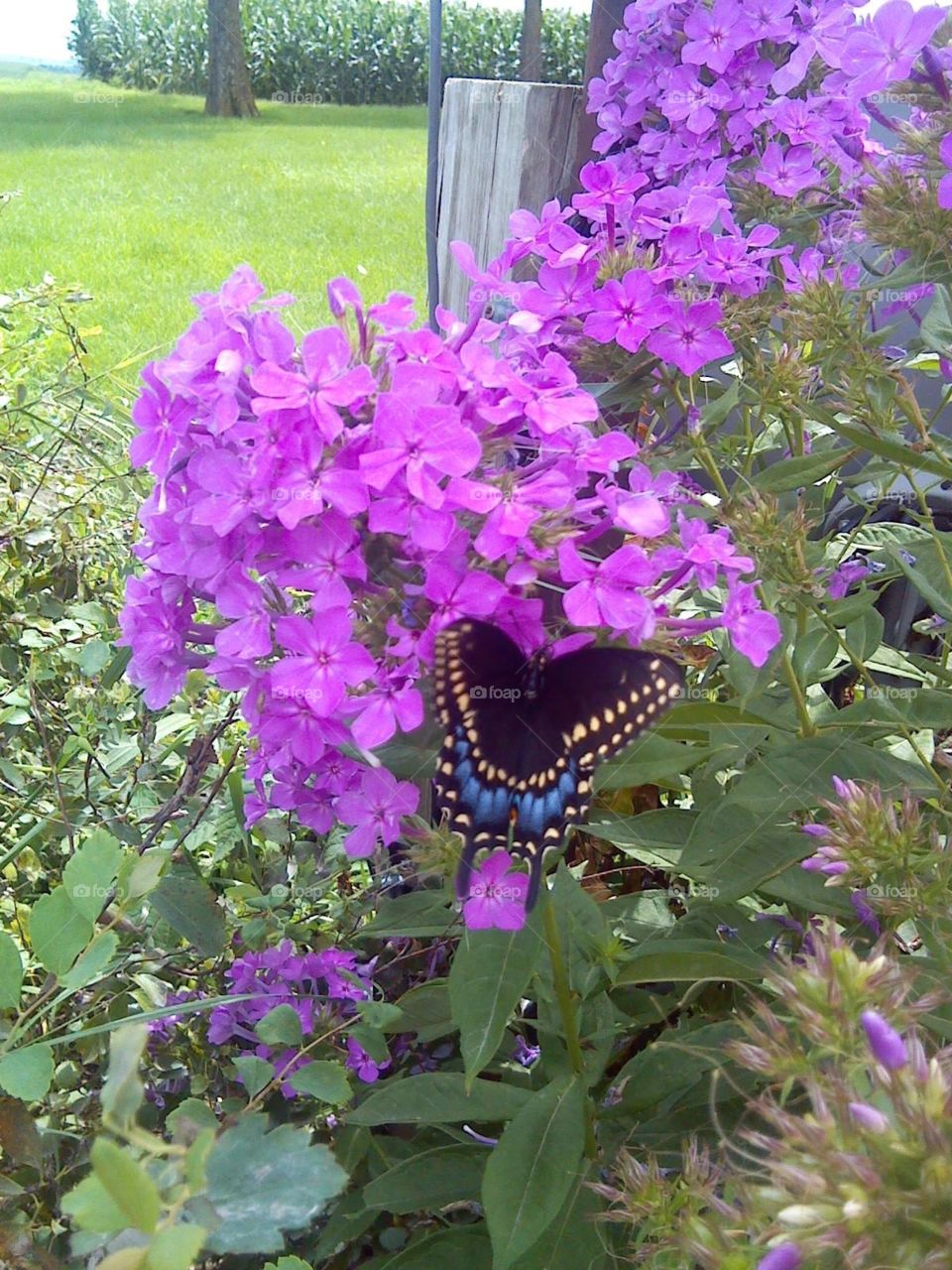 Beautiful Butterfly 