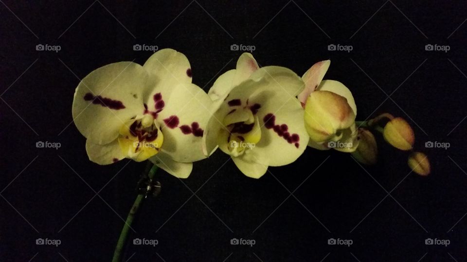 Orchid