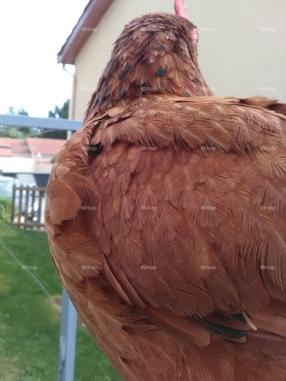 A hen perched on an arm with its head hidden