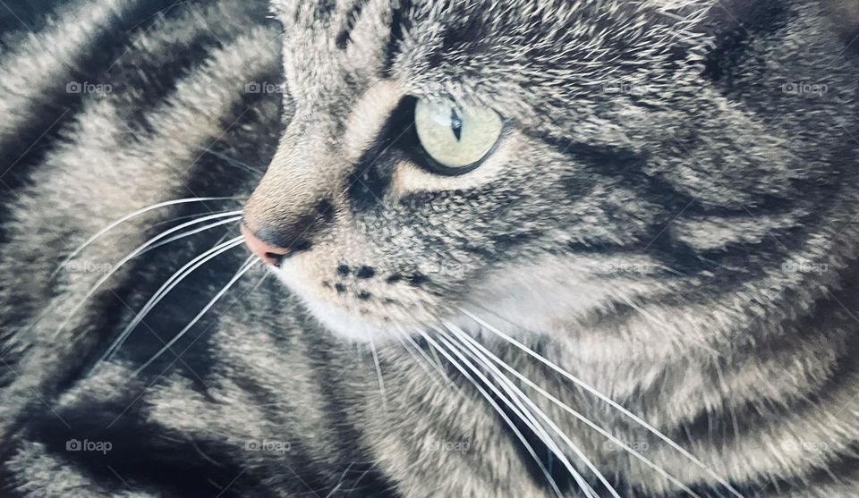 A beautiful cat close up. Gorgeous markings, lovely detail. A smart and wonderful tabby. 