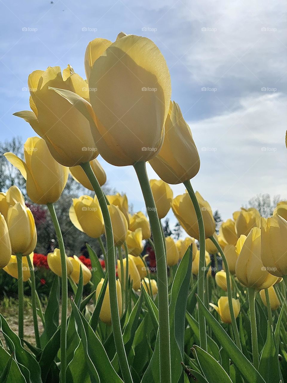 Yellow tulips