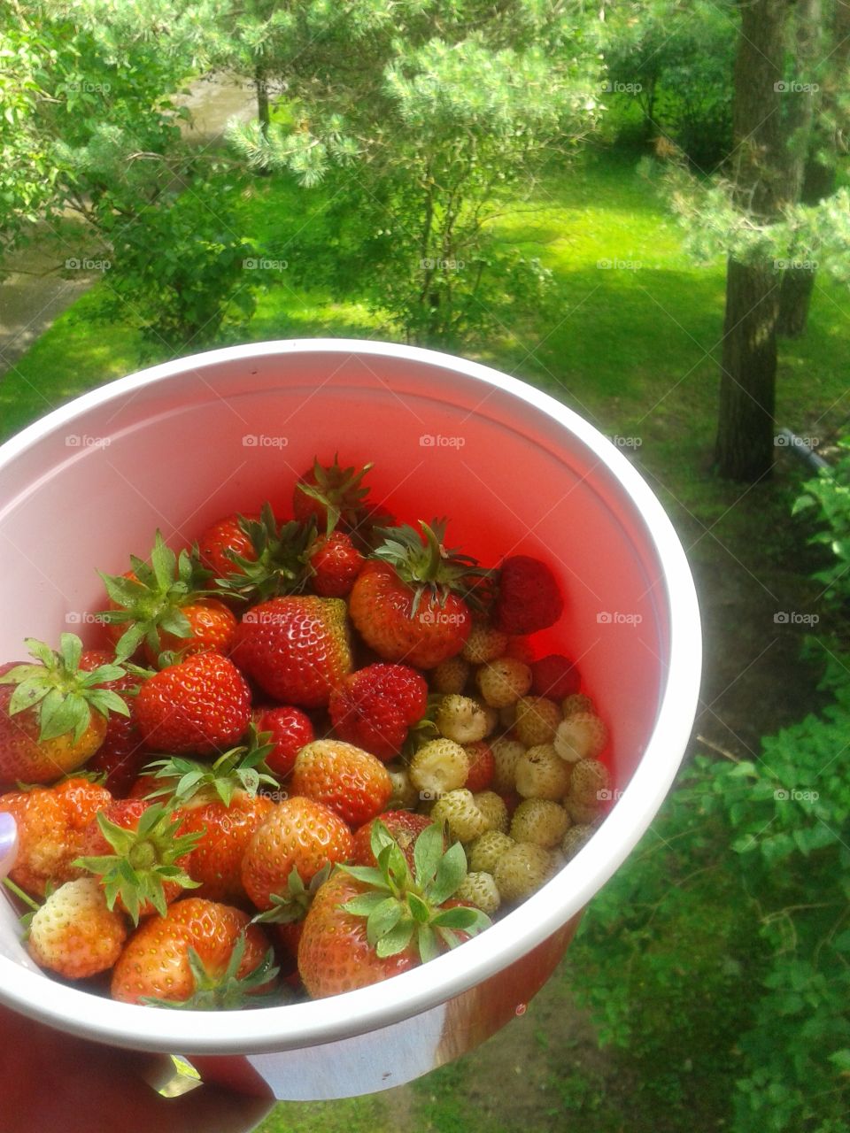 Summer in a bowl