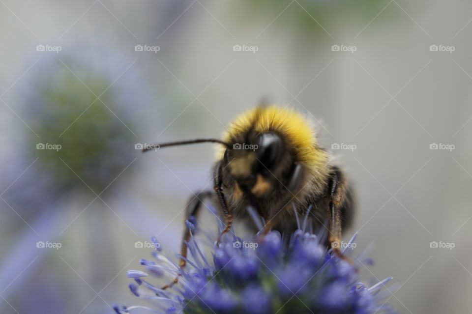 Collecting pollen