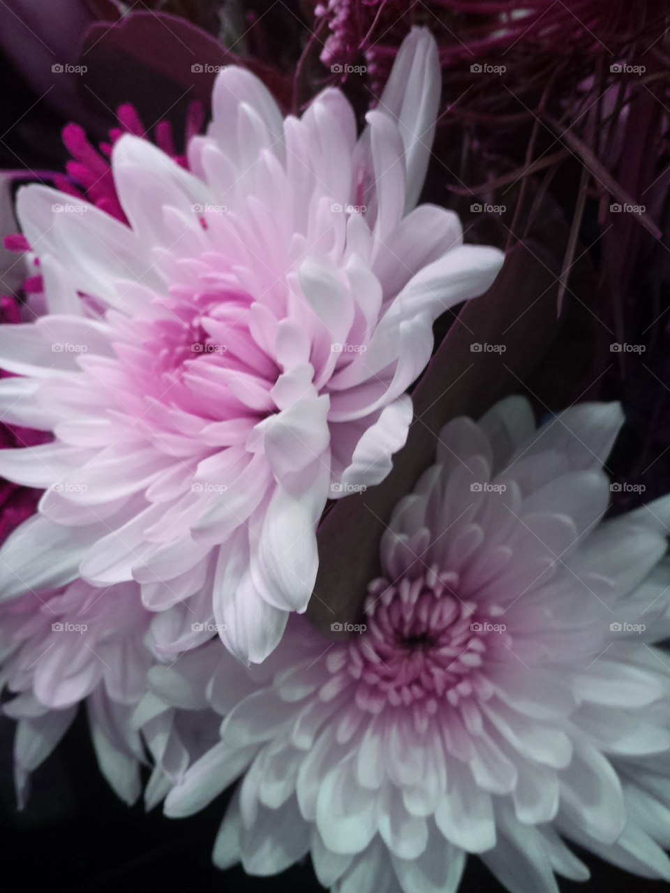 Pink & White flowers