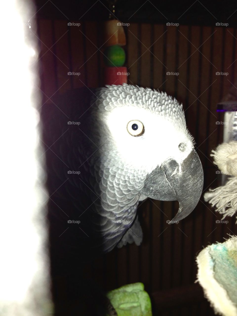 African grey parrot