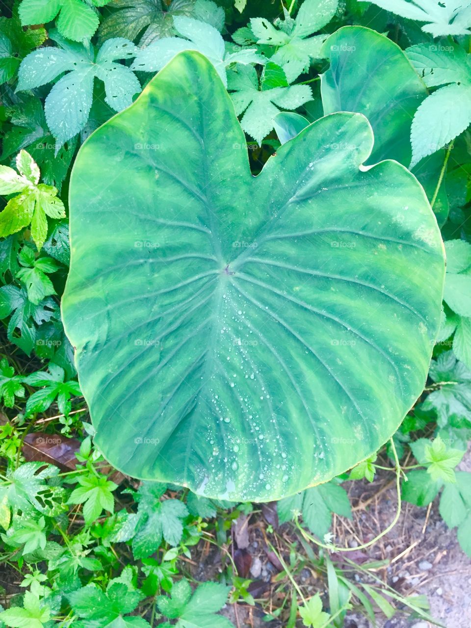 Leaf is a flower of some plants ! Attraction belongs to their leaves 