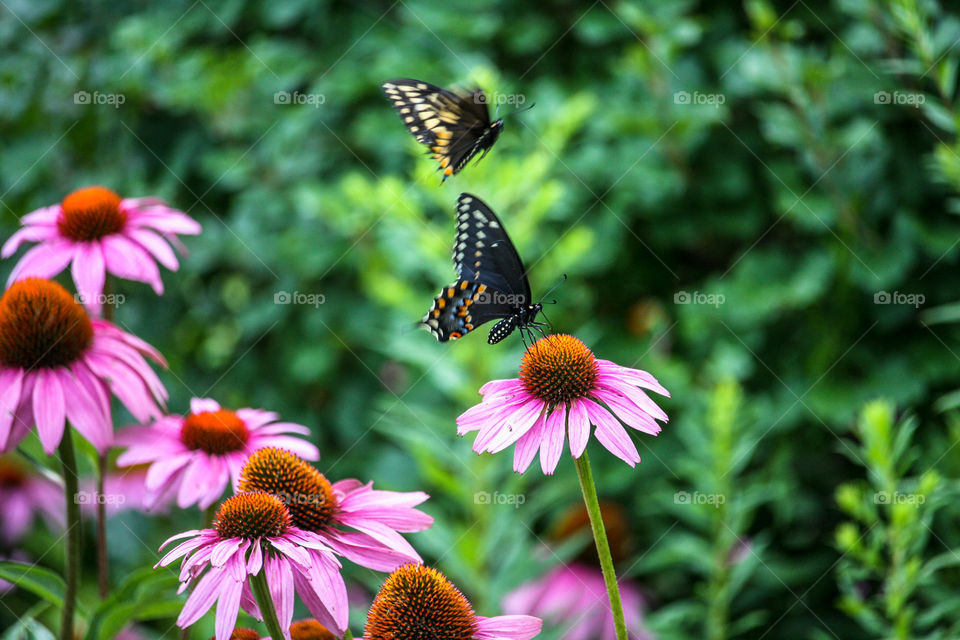 Beautiful butterflies on bright flowers