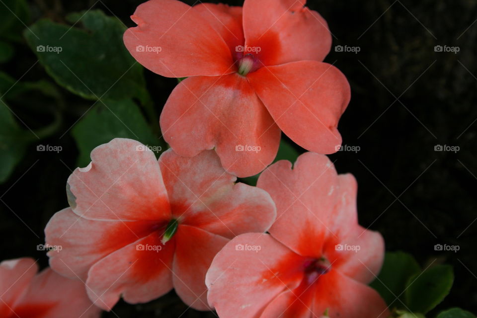 Coral Impatiens 