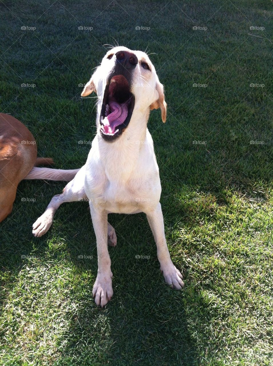 High angle view of dog yawing