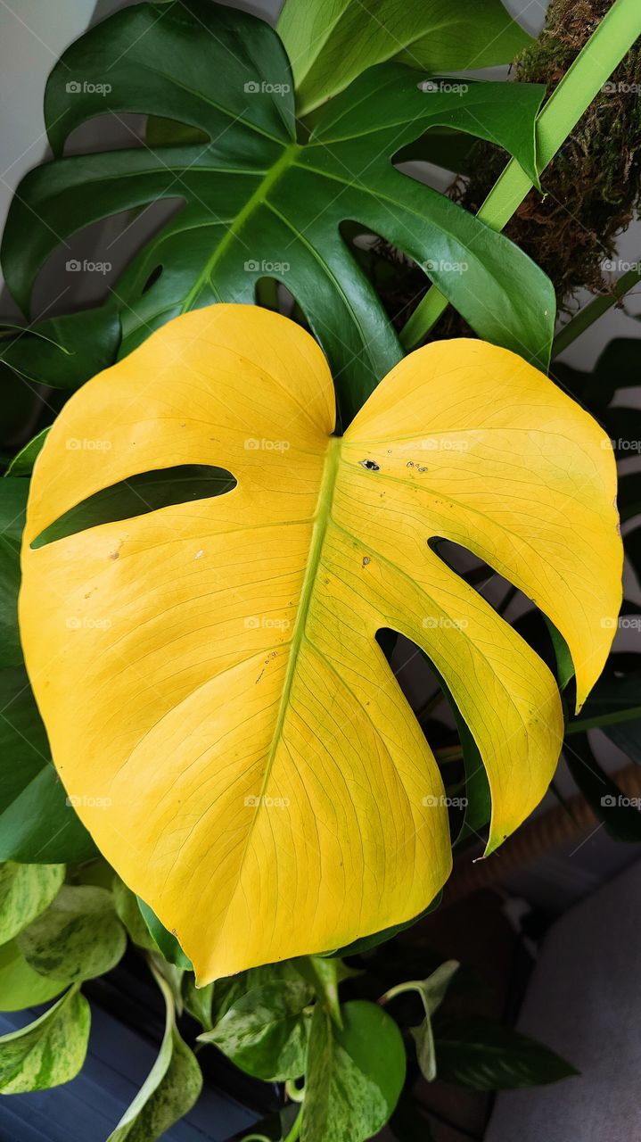 Bright yellow monstera deliciosa leaf with cuts and small decaying spot