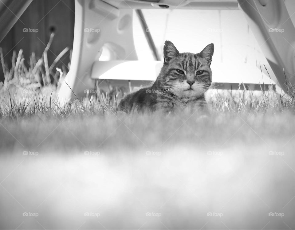 A Cat, resting in the grass in the shade shot with a Pentax K5 200mm