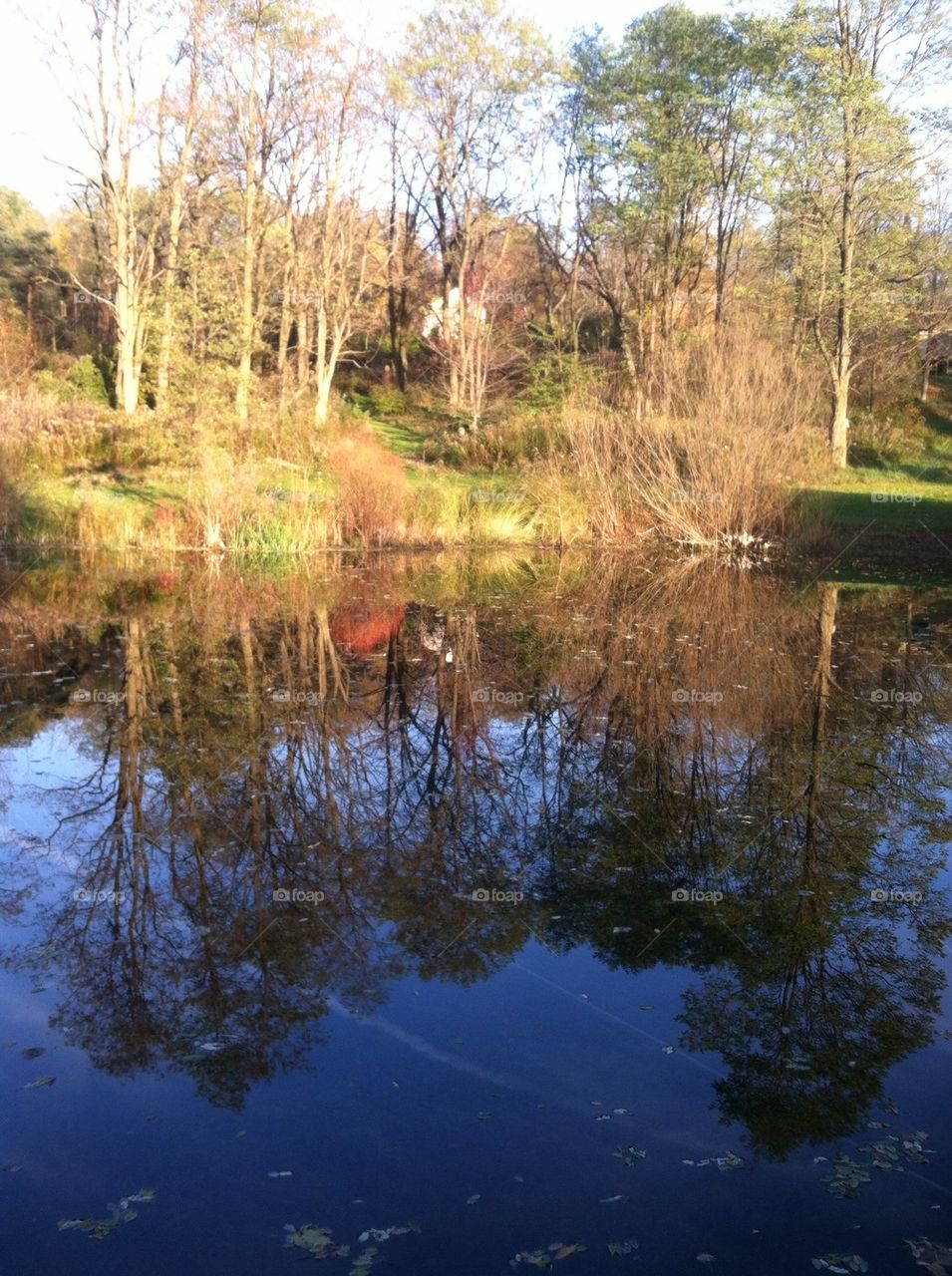 Pond Reflection