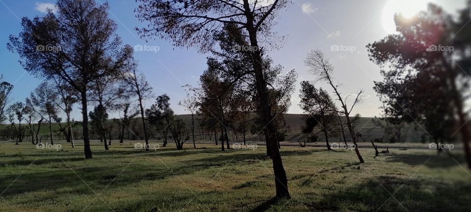 Trees 🌳 #2
Nature is beautiful 😍