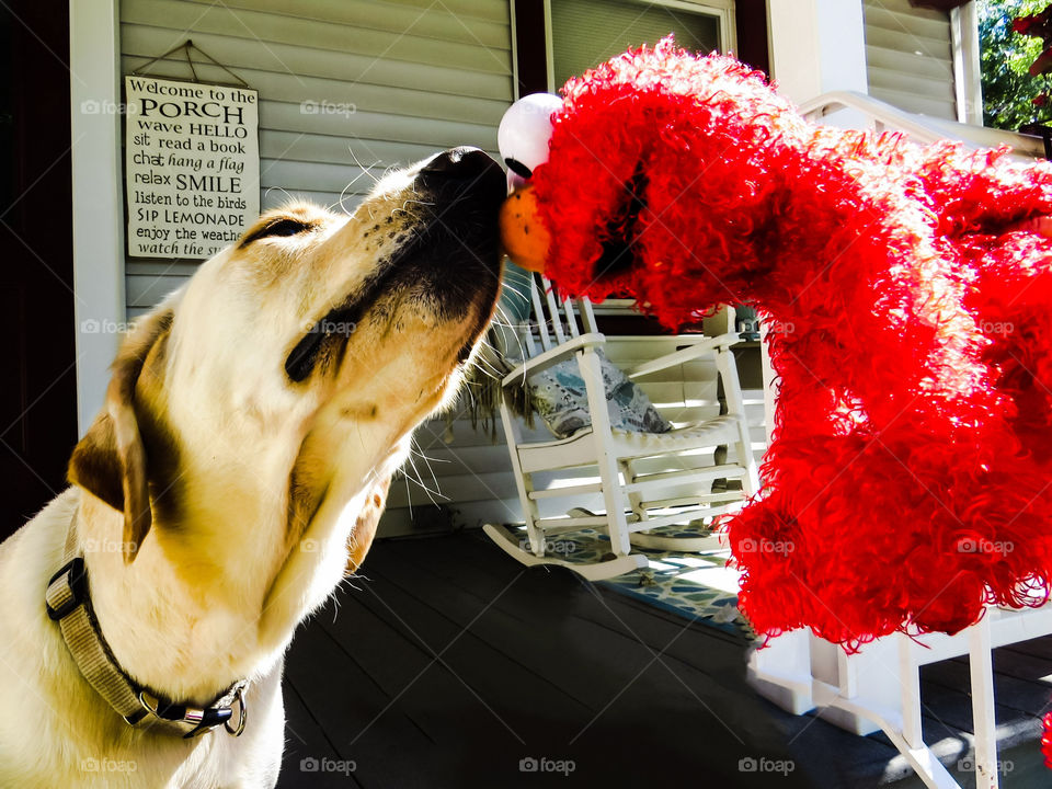 Labrador Retriever Dog Having Fun With His Toy Elmo