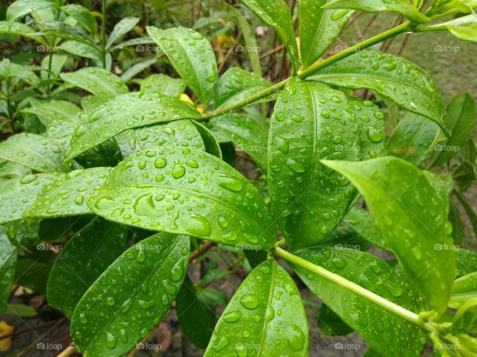 green leaf and water drops