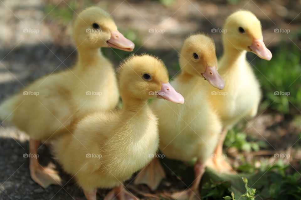 A photo of four yellow baby chicks.
