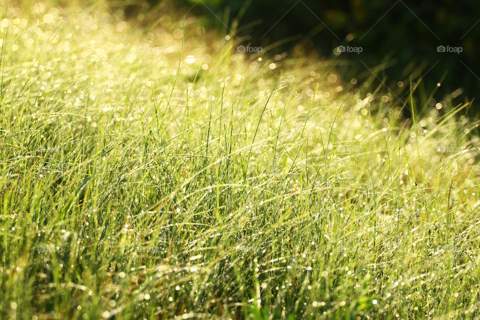 Morning dew on the grass