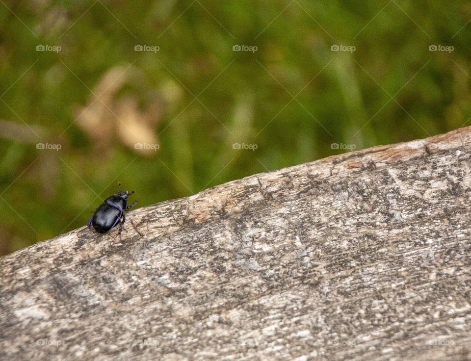 Beatle exploring the world