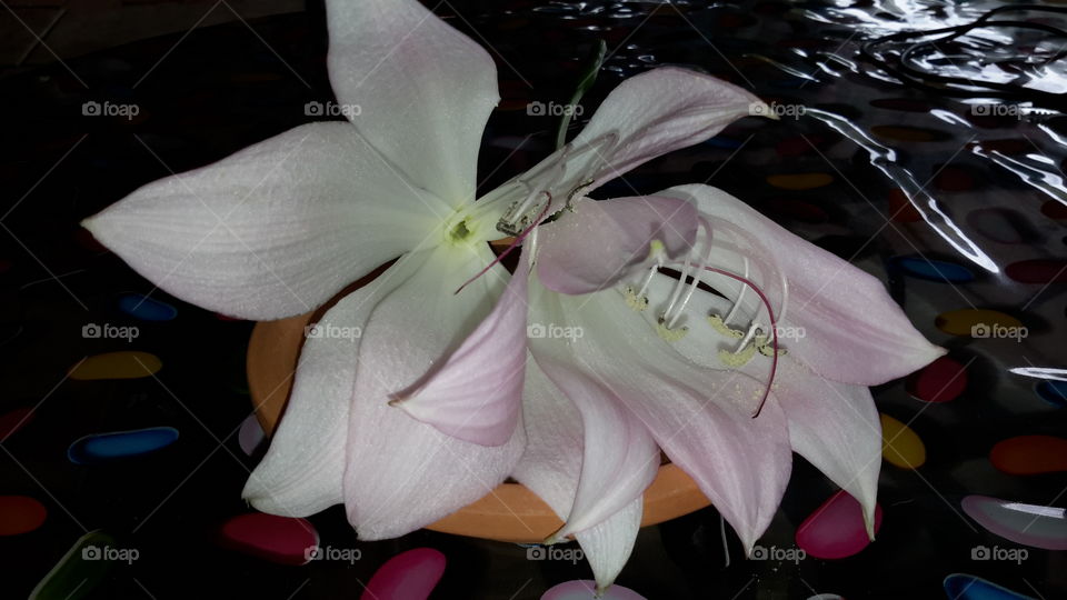 Flower, Beautiful, Lily, Petal, Flora