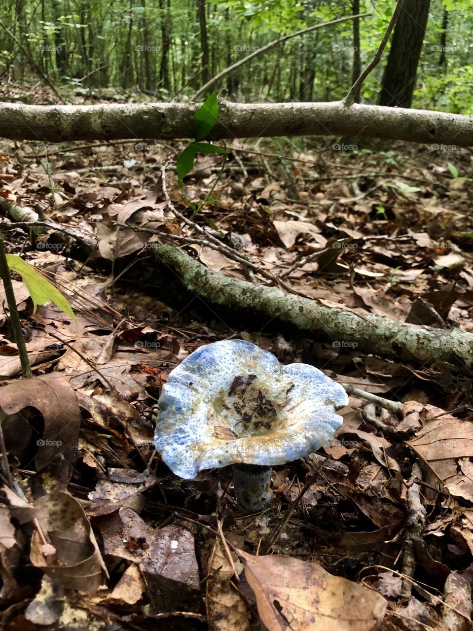 Indigo milk cap wild blue mushroom in forest 