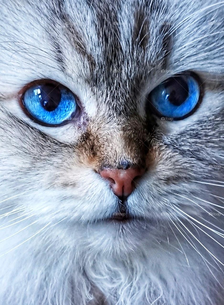 White cat with amazing blue eyes.