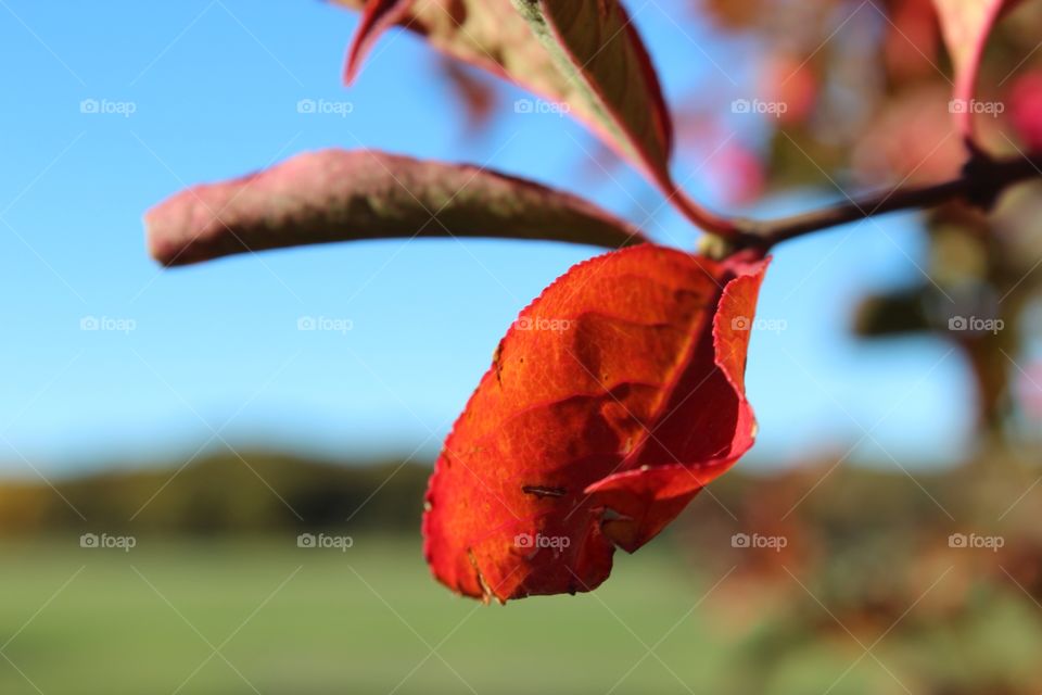 Close-up of red autumn leaf