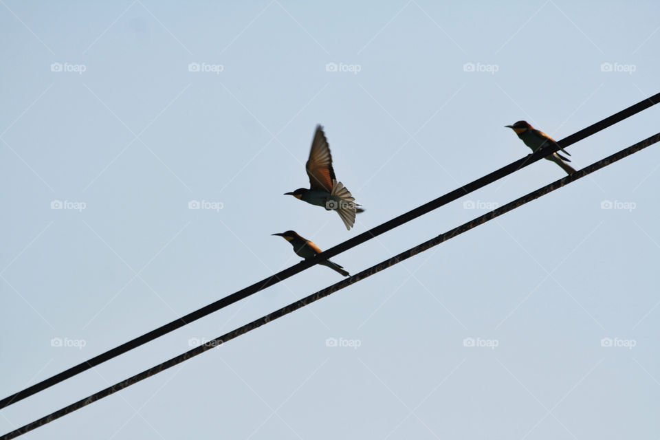 birds line fly power line by nader_esk