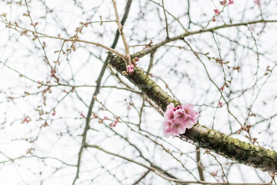 Cherry tree in bloom