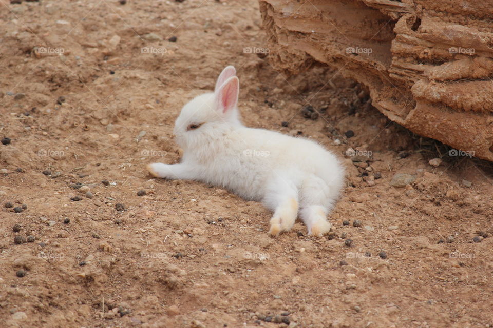 cute Bunny sitting