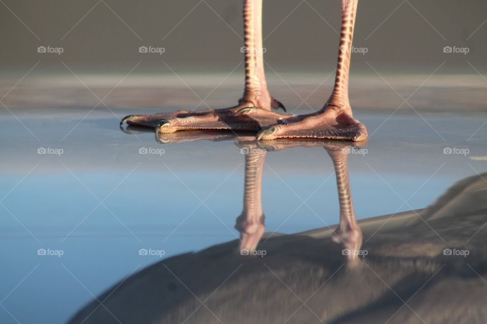 Seagull feet. Reflections 