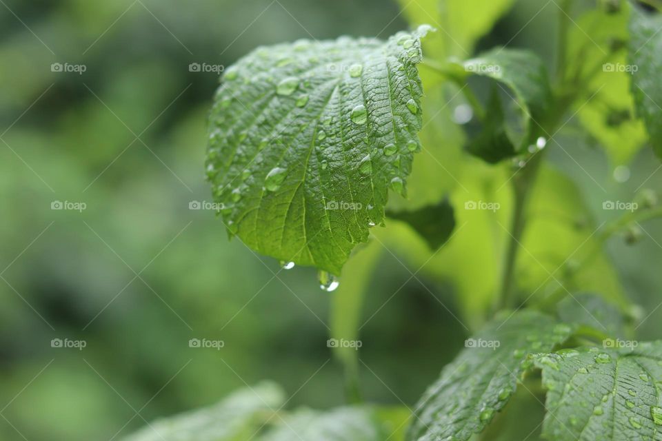 Raindrops