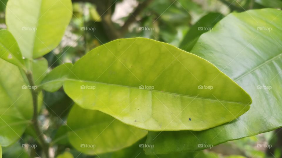 Beautiful yellow leaves in spring time.