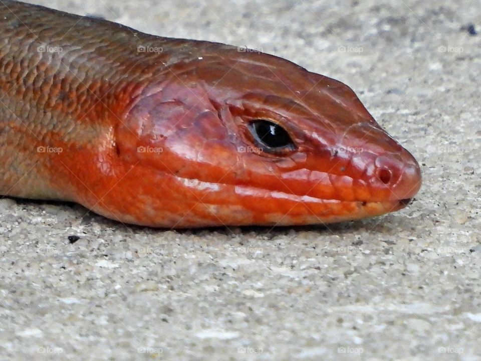 Best Macro Shot - The Five-lined skinks inhabit moist forested areas where there are plenty of places to hide, like rock crevices or piles of wood and leaf debris, and plenty of open areas to bask in the sun. 