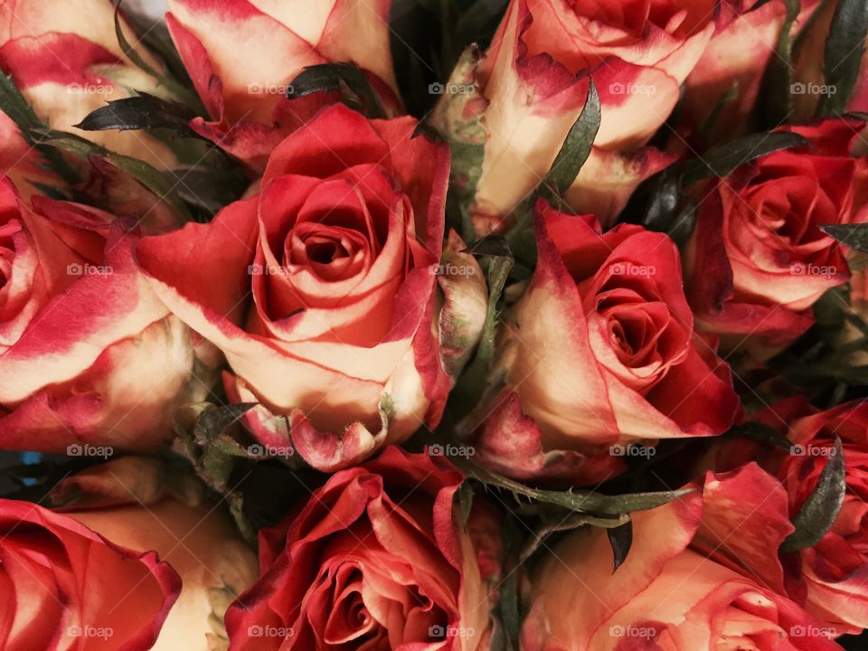 Roses 