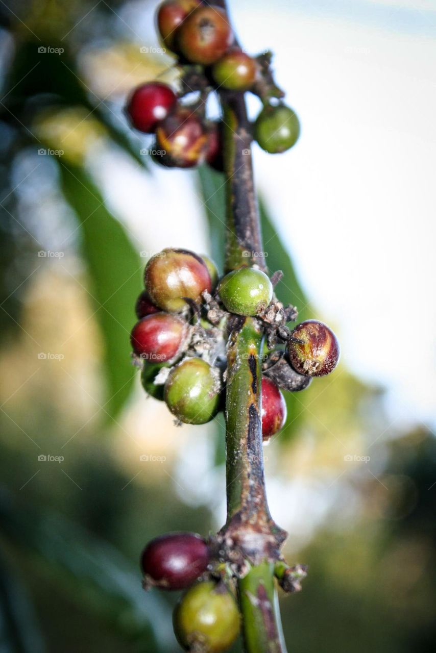 Coffee beans on a branch